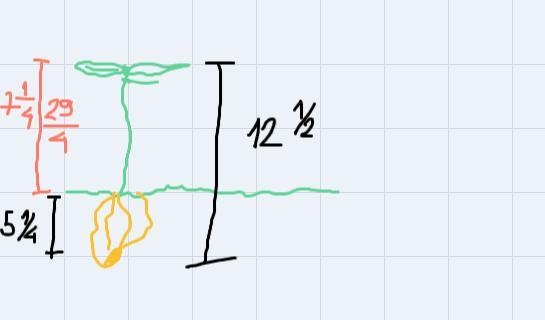 In garden plants the seed 5 1/4in. below the ground. After one month the tomato plant-example-1