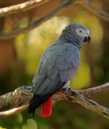 Writing an essay: Anybody here have a parrot? Do they ever do things of their own-example-3