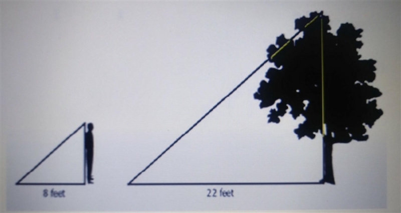 What is the height of the tree A man who is 6' tall casts a shadow of 8 feet, at that-example-1