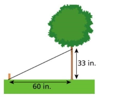 Mr. Johnston supports a young tree by using a stake and a string forming a right angle-example-1