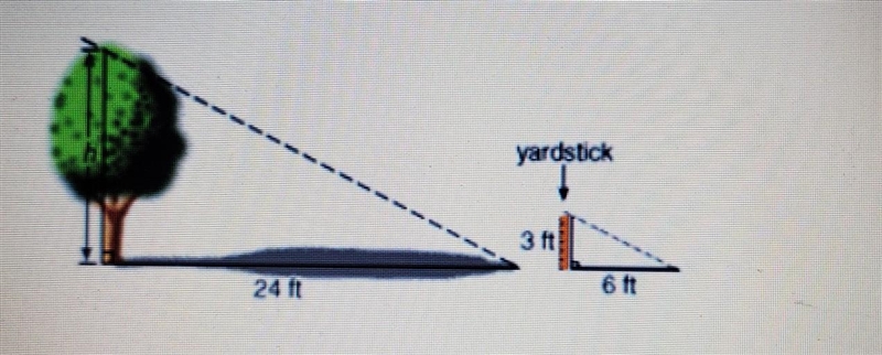 A yard stick is placed vertically on the ground. It cases a 6 foot shadow. A tree-example-1