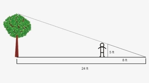 Using the properties of similar triangles Find the height of the tree.-example-1