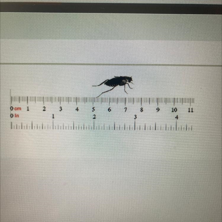 Determine the correct METRIC length of the cockroach in this image. A 1.0 in B 2.5 cm-example-1