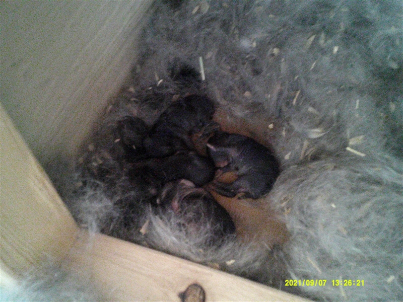 OMG big news to my family our rabbit had babies-example-1