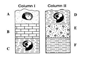 Many fossils are found only during certain periods in geologic time. Scientists use-example-1