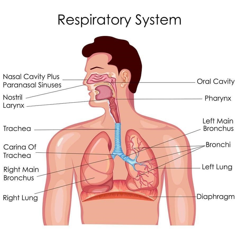 Images of the respiratory system ​-example-1