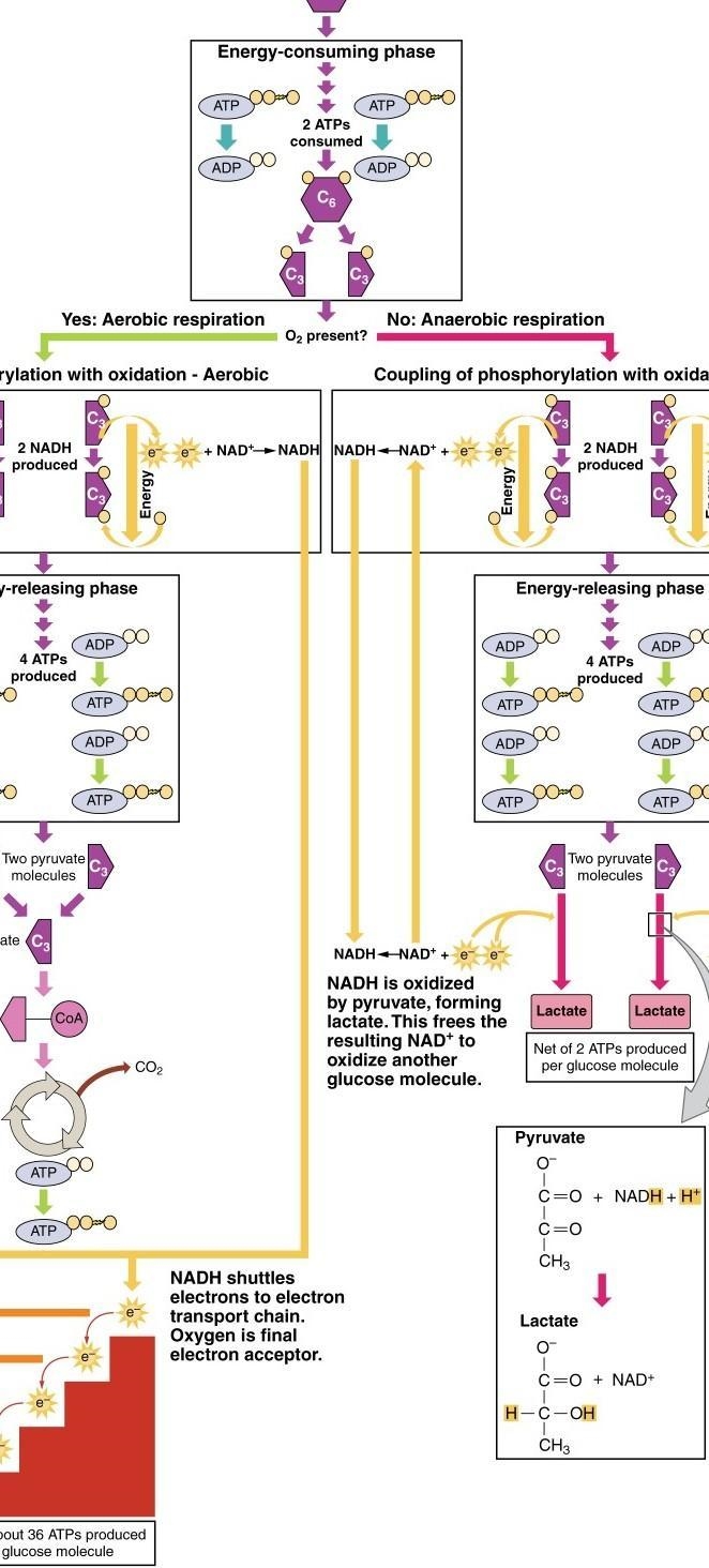 Explain how the body breaks carbohydrates into glucose, gets the glucose into the-example-1