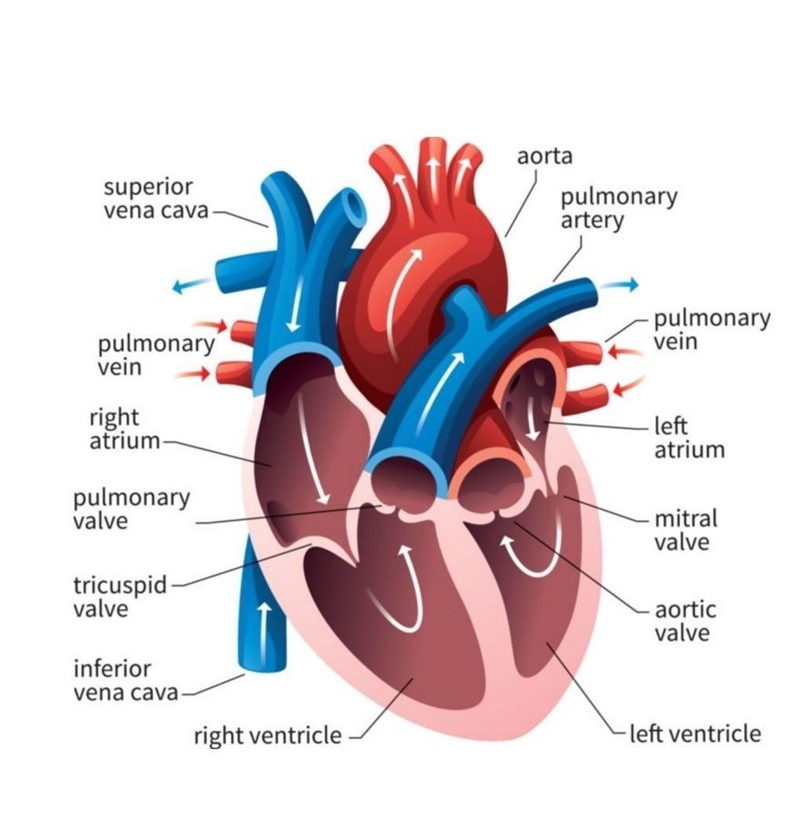 Image of a human heart pls guys ​-example-1