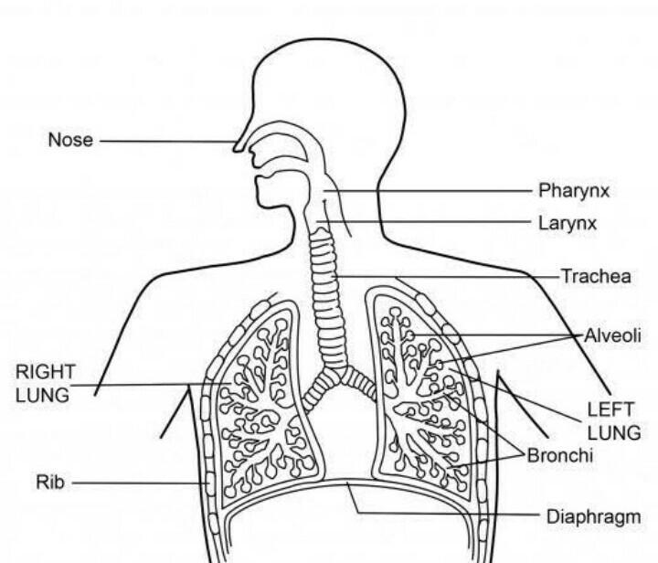 Images of the respiratory system ​-example-1