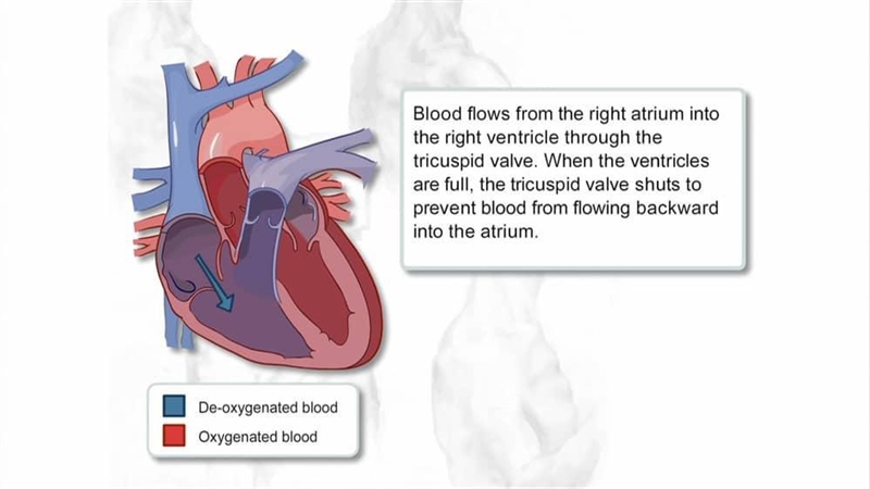 Trace the flow of blood through the heart starting with the superior and inferior-example-1