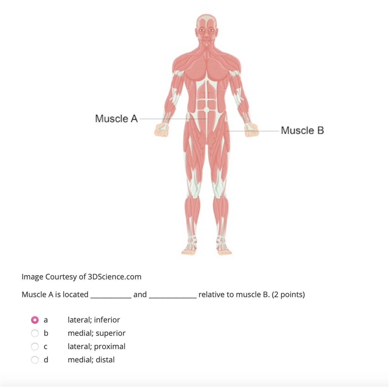 Muscle A is located ____________ and ______________ relative to muscle B. (2 points-example-1