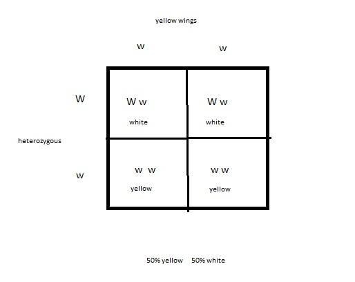 In cabbage butterflies, white wings (W) are dominant to yellow wings (w). A heterozygous-example-1