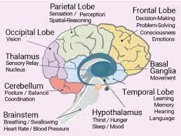 What is the brains job and heart job-example-2