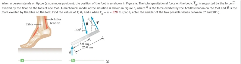 natalie 4:01When a person stands on tiptoe (a strenuous position), the position of-example-1