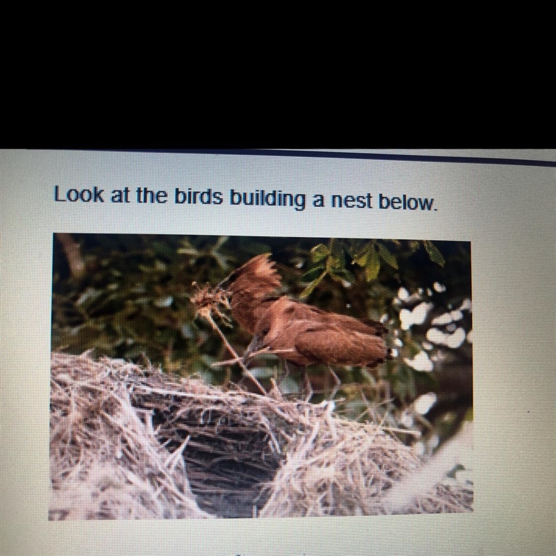 Which statement about the kinetic and potential energy of the nest-building is correct-example-1