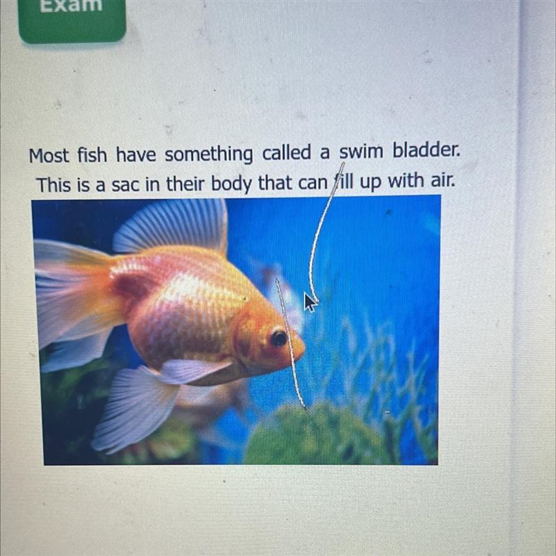 When the fish REMOVES airfrom the swim bladder, whatis it trying to do?A. Increase-example-1