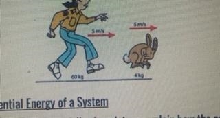 Using the following picture, who has a higher kinetic energy, the woman or the rabbit-example-1