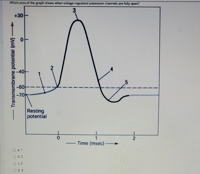 Which area of the graph shows when voltage-regulated potassium channels are fully-example-1