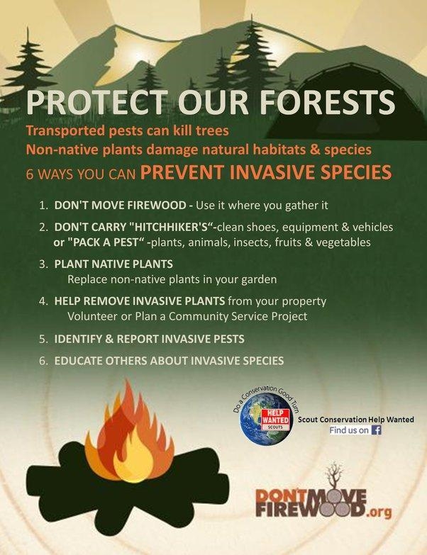 What should be done to protect forest ?​-example-3