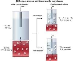 If a 0.2-ml blood sample with a paco2 of 40 mm hg diffuses across a membrane into-example-1