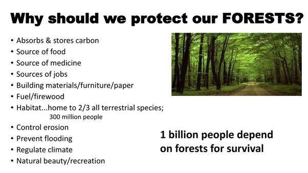 What should be done to protect forest ?​-example-2