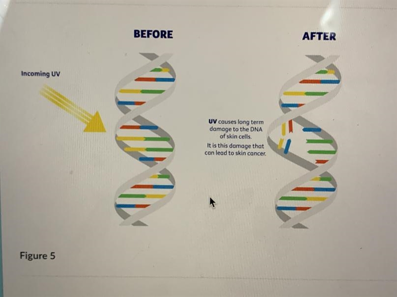 What diagrams can help support my answer and explain why is does it support?-example-1