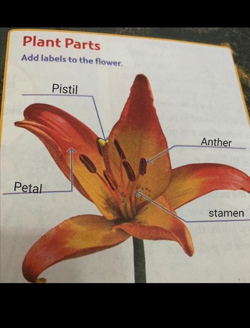 Can someone help me label this flower??-example-1