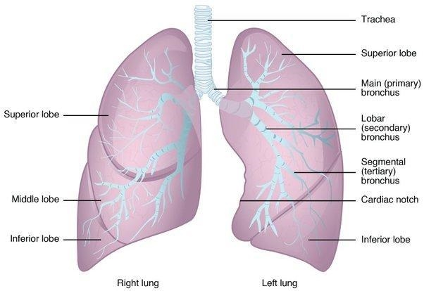 The lungs are located in the chest true or false-example-1