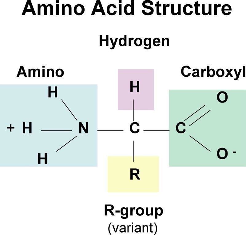 I need Help! Can You Please Help Me? _______ is essential for building amino acids-example-1