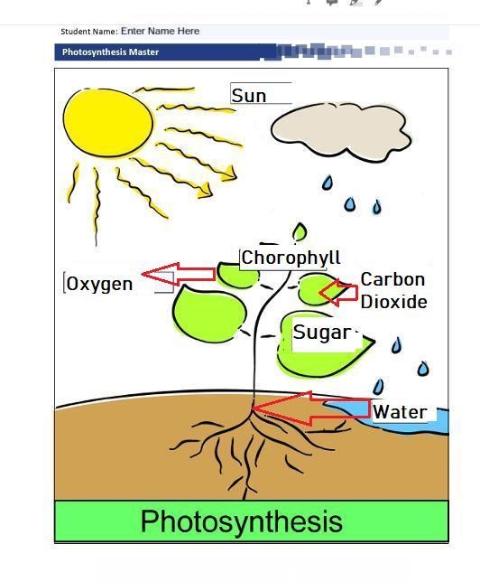 PLEASE HELP!!!! Photosynthesis Assignment. Now that you have learned about photosynthesis-example-1