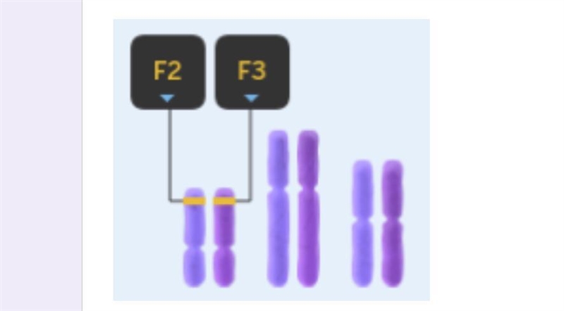 What do the lines and numbers on the chromosome represent? A) Organelles B) Mutations-example-1