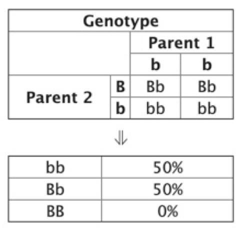 If a heterozygous black rabbit and a brown rabbit were crossed, what is the probability-example-1