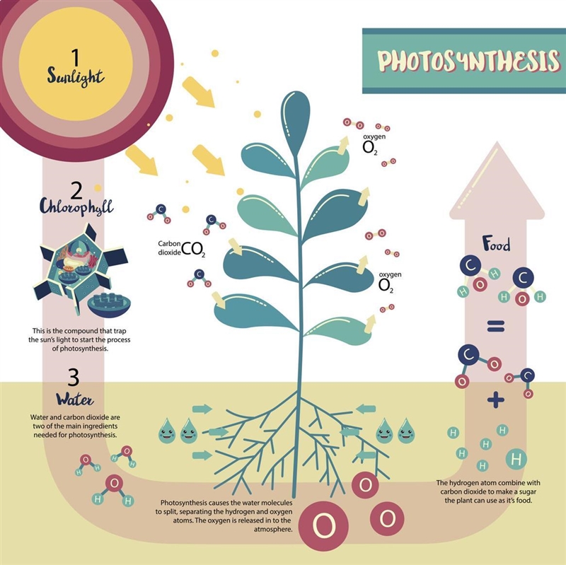 Draw a model to show how the process of photosynthesis.-example-1