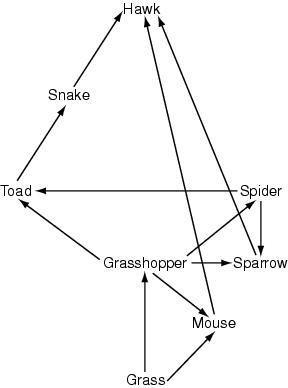 The removal of which organism would have the GREATEST effect on all remaining organisms-example-1