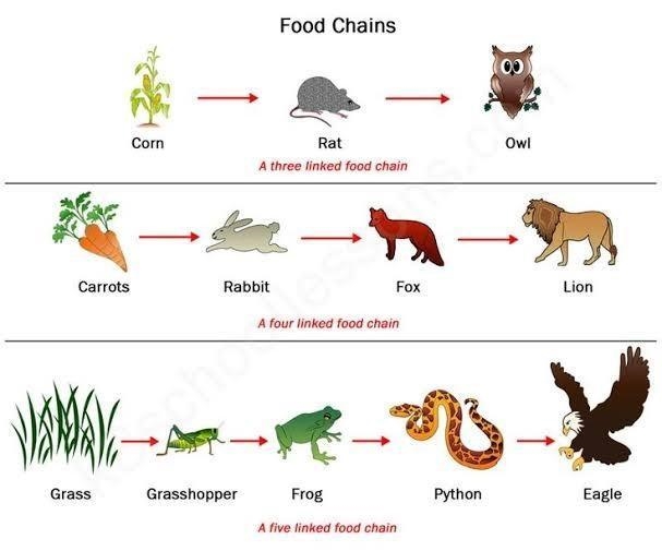 Give an exemple of a food chain-science-example-1