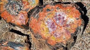 What is the petrified forest-example-1