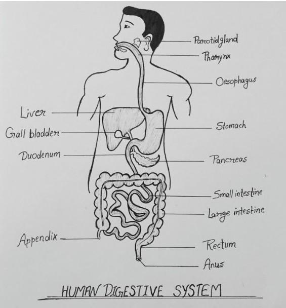 A diagram of a Human digestive system​-example-1