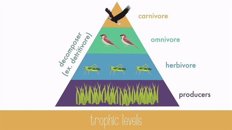 Explain the symbiotic relationship of a coyote that eats a rabbit and Identify the-example-1