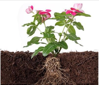 For the ones that have is one Which type of stem and root does this plant have? Check-example-1