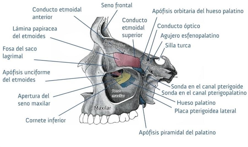 Cornete Inferior: ¡Si no sabes no Respondas!​-example-1