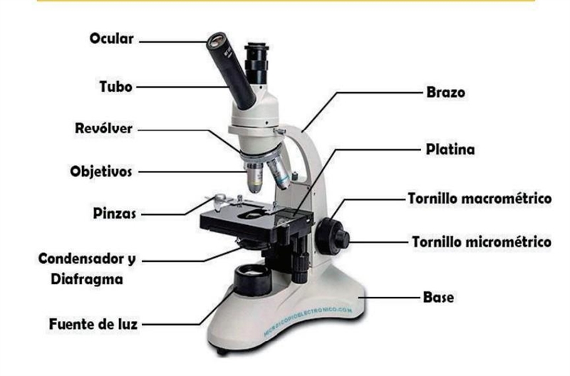 ¿Que es el Microscopio Compuesto ? Con tus Propias Palabras ​-example-1