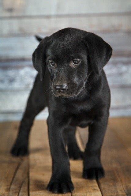 My puppies are a week old now!-example-1