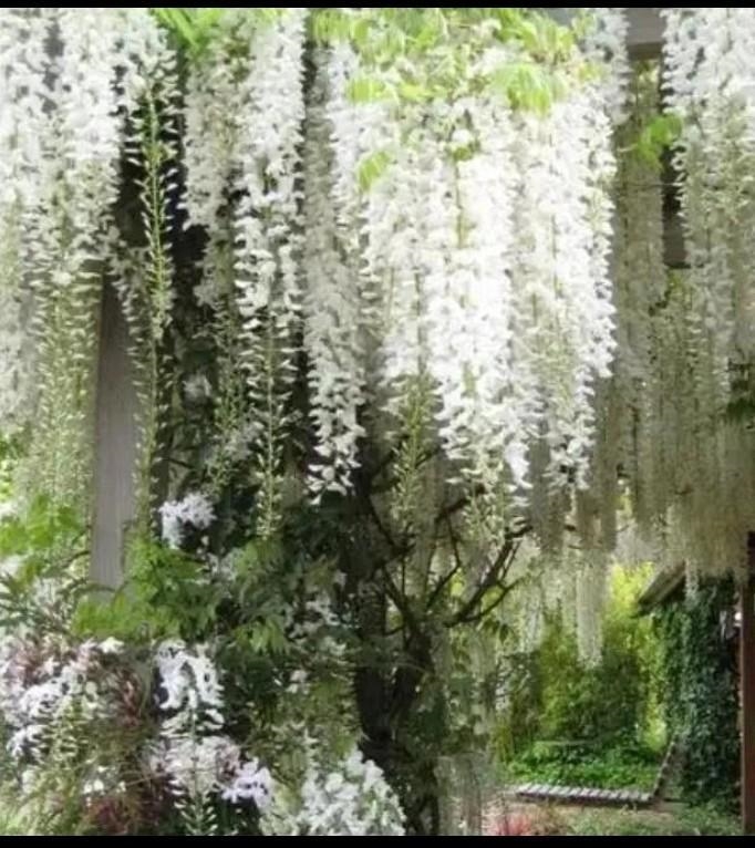 Could you please attach a picture of Wisteria and also define it ? ʕ ꈍᴥꈍʔ​-example-1