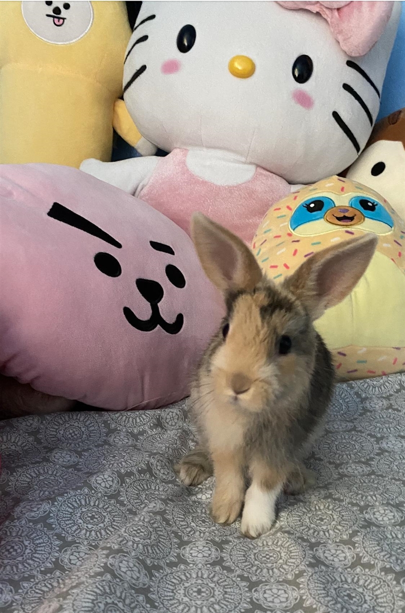 Show me your pets!! here's my bunny, his name is miffi :)-example-2