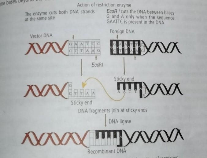 Explain this diagram?????????​-example-1