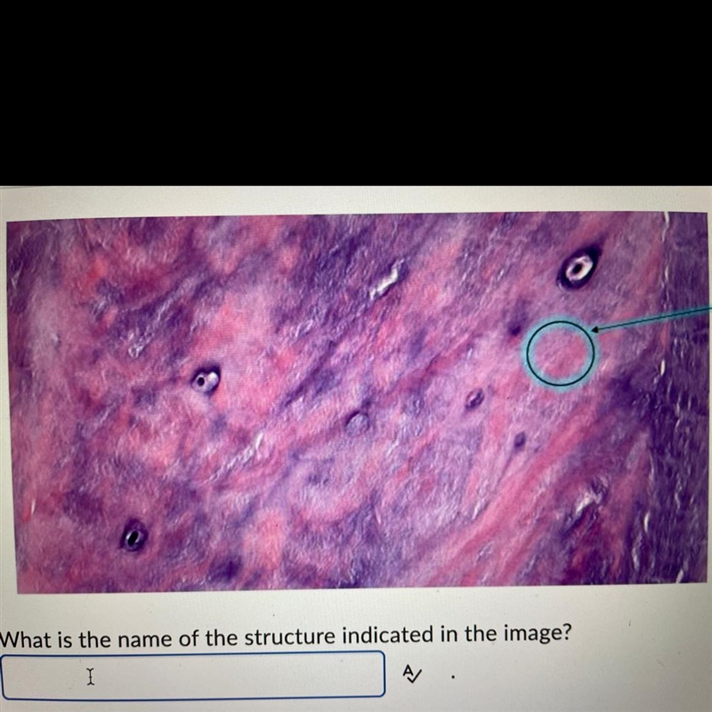 HISTOLOGY Vhat is the name of the structure indicated in the image?-example-1