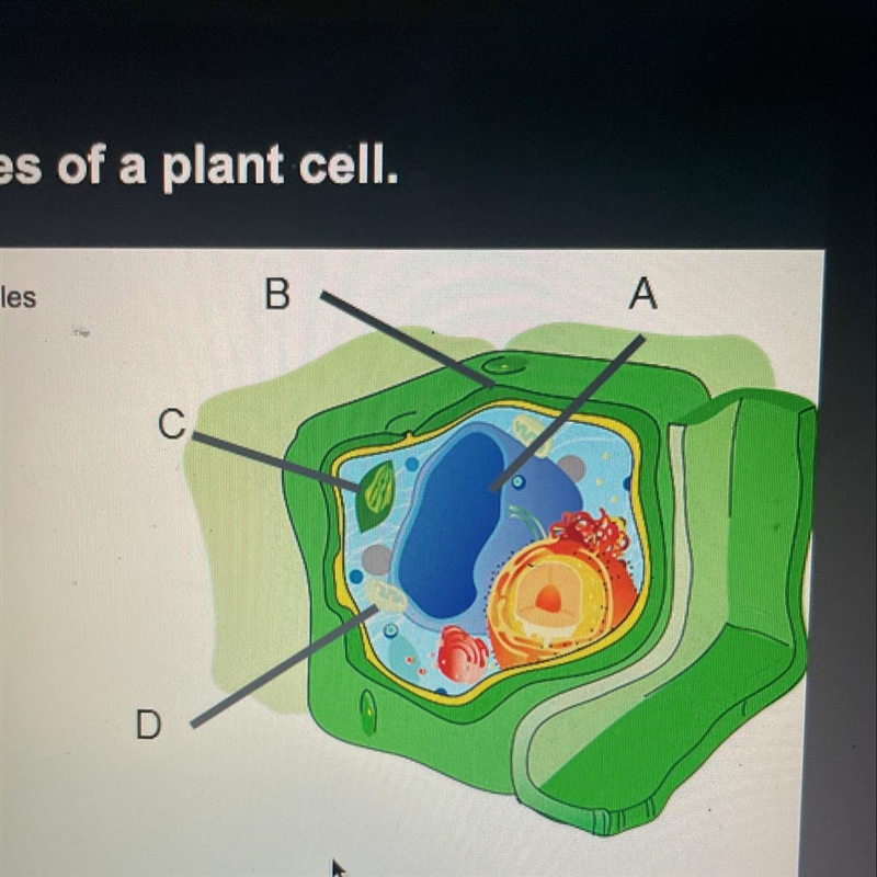 Use the drop-down menus to label the organelles in the picture to the right.-example-1