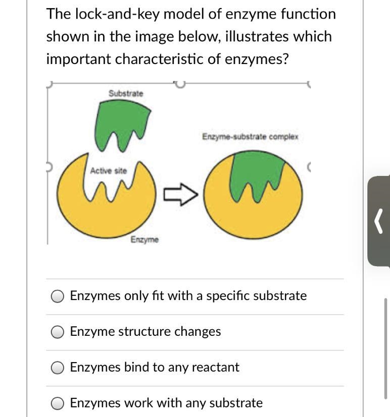 The lock-and-key model of enzyme function shown in the image below, illustrates which-example-1