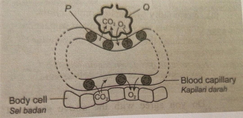 Diagram shows the transport of respiratory gases in the human body. a. i) Name the-example-1