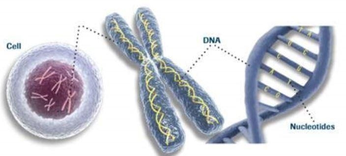 How do the structures of a vacuole and a nucleus differ? A. a vacuole is enclosed-example-1